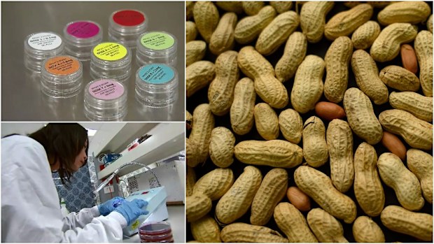 Professor Mimi Tang (bottom left) is among a team of researchers from the Murdoch Children's Research Institute who are looking to develop a treatment for children who suffer from peanut allergies. (9NEWS)