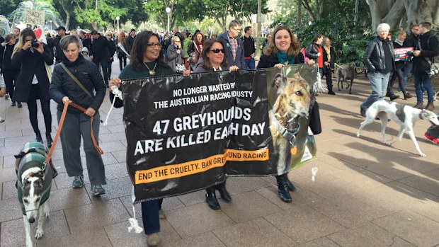 Hundreds have marched to support NSW's greyhound racing ban. (Matthew Hilton)