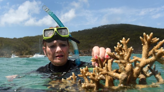 One Nation Senator Pauline Hanson inspects coral duroing a visit to the Great Barrier Reef off Great Keppel Island, Queensland on November 25, 2016. (AAP)