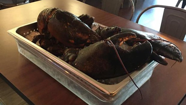 A lobster said to be 110 years old has been rescued from a restaurant by compassionate locals. (Facebook: IRescue Wildlife)