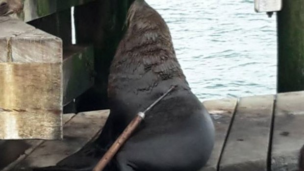 The injured seal. (9NEWS)