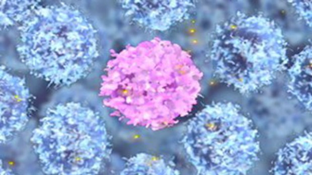 Researchers from the Walter and Eliza Hall Institute have discovered a "protein handbrake" for leukaemia. (Twitter)