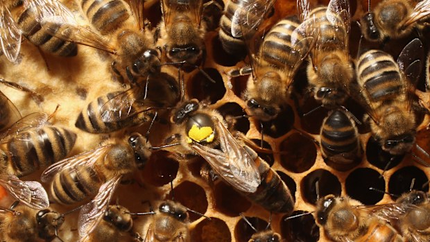 Bees, not snakes or spiders, pose the biggest health threat to Australia, experts have warned. (Getty file image)