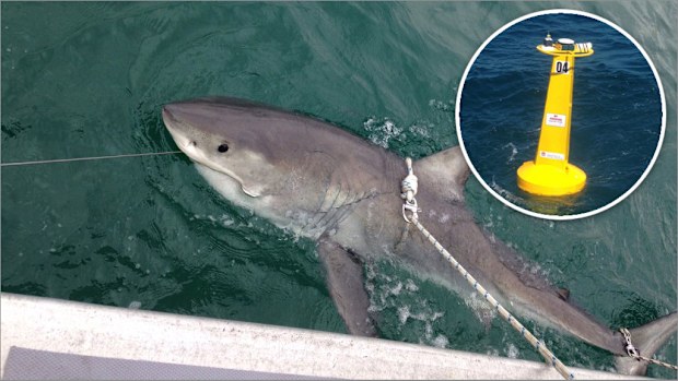 Tracking technology has revealed some large sharks are staying close to popular surf beaches. (Twitter)