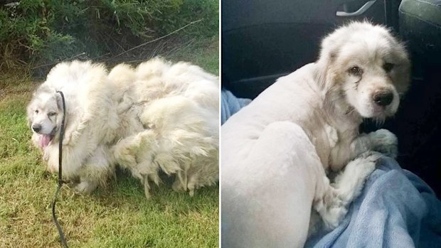 "Lazarus" is now 16kg lighter, after a groomer removed his overgrown fur. (Facebook/Amanda Brook Charsha-Lindsey)