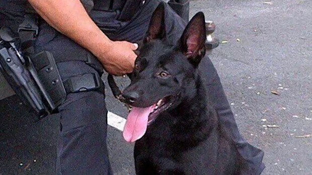 Four-year-old Renzo will now retire. (Coconut Creek Police Department).
