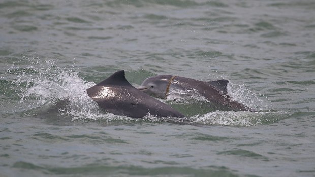 Dolphin spotted off Cairns wrapped in netting. (Supplied: Isabel Beasley)