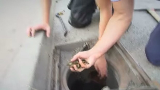 The ducklings were pulled up safely. (noviny.sk)