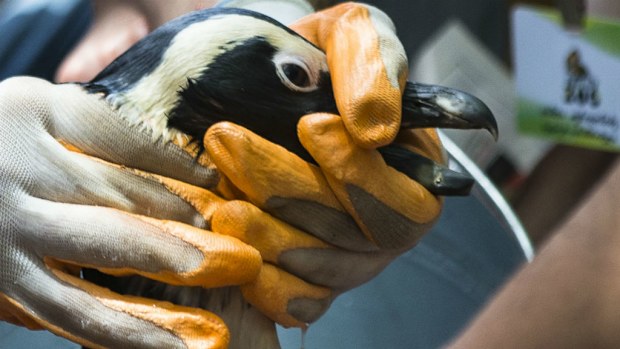 Zoo employees wash the mud from a penguin at the zoo in Tbilisi, Georgia. (AAP)