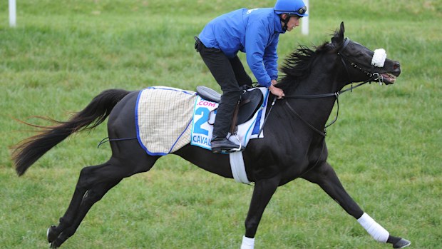 Cavalryman has been scratched. (AAP)