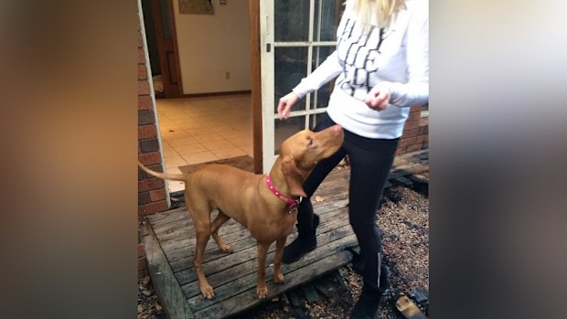 Sizlah the hero dog. (Twitter @JaydeVincent)