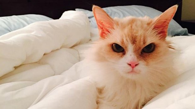 An angry looking cat has taken over social media after a US couple adopted her from a shelter. (Instagram: @AngryPearl)