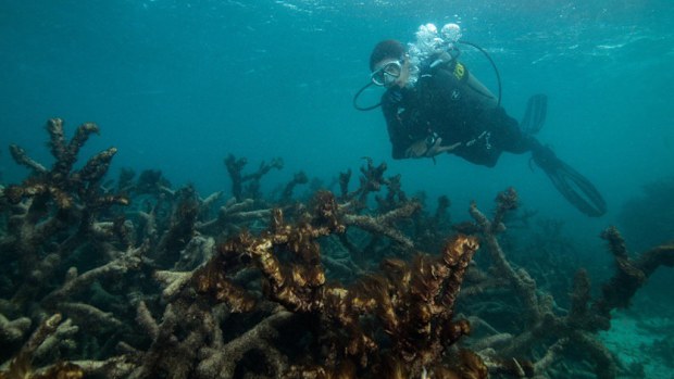 Corals near Lizard Island. (XL Catlin Seaview Survey)