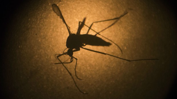 The Zika virus, transmitted through mosquitoes, no longer poses a world public health emergency, according to the World Health Organisation. 