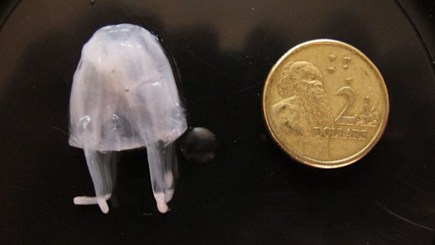 The tiny but deadly irukandji jellyfish is moving down the Queensland coastline. (AAP)