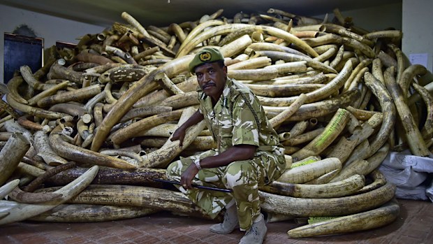 Kenya has hosted a summit on how to end ivory trafficking, (AFP)