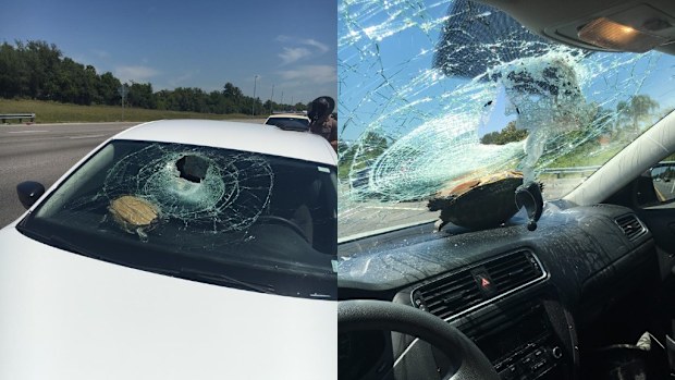 A turtle survived flying through a windscreen in the US. (Facebook/Nicole Marie Bjanes)