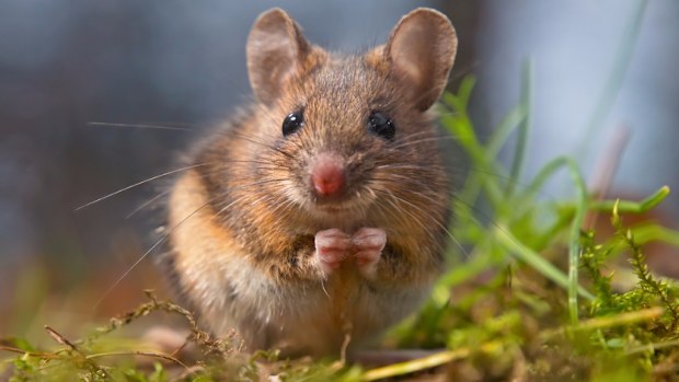 The mouse infestation is causing problems for farmers in rural Victoria, South Australia and southern New South Wales. (File image)