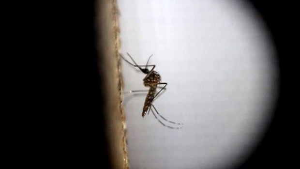 Google is teaming up with UNICEF to help tackle the Zika virus. (AAP)