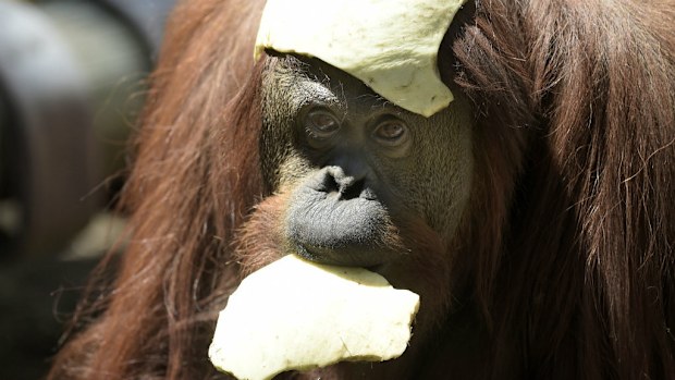 Sandra, a 29-year-old orangutan has been cleared to leave a Buenos Aires zoo she has called home for 20 years, after a court ruled she was entitled to more desirable living conditions. (Getty Images)
