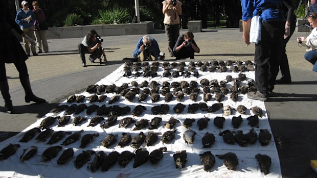 Anti-duck protesters dumped dead birds in Melbourne in a 2014 protest. (AAP file image)