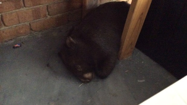 A sleepy wombat has enjoyed a nap in the back of a Melbourne garage. (Renee Conroy)