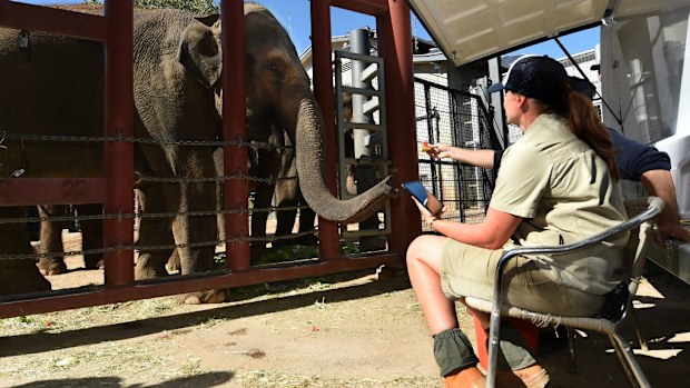 Staff feeding the heavily pregnant Num-Oi in April. (AAP)