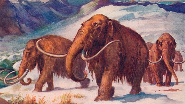 The woolly mammoth roamed across Europe, Asia, Africa and North America during the last Ice Age and vanished some 4500 years ago. (AAP)