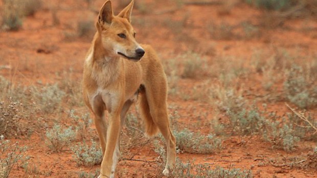 Three dingoes have attacked a man on Fraser Island. (AAP)