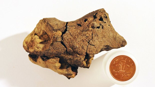 A fossil discovered in 2004 has been identified as dinosaur brain tissue. (Jamie Hiscocks/University of Cambridge)