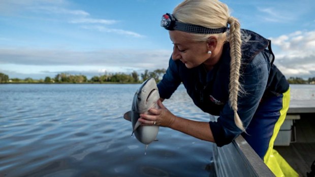 Amy Smoothey shark tagger