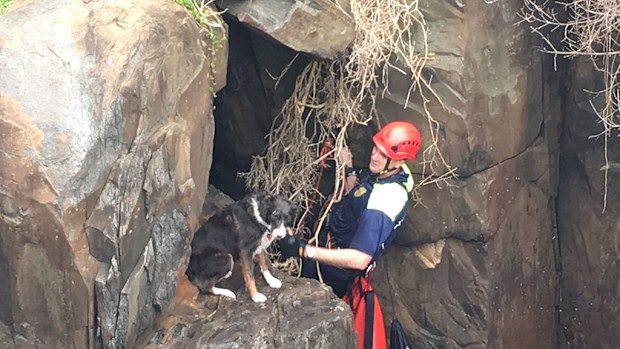 The dog, named grace, became trapped on the ledge of the blow hole after wandering away from the family home. (Tasmania Police)