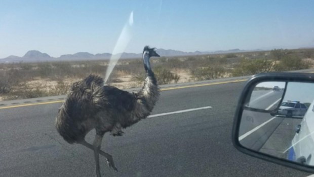 An energetic emu has been spotted running along a highway in Phoenix, Arizona. (Twitter)