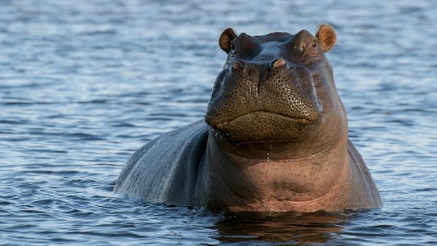A hippopotamus in the wild. (Getty)