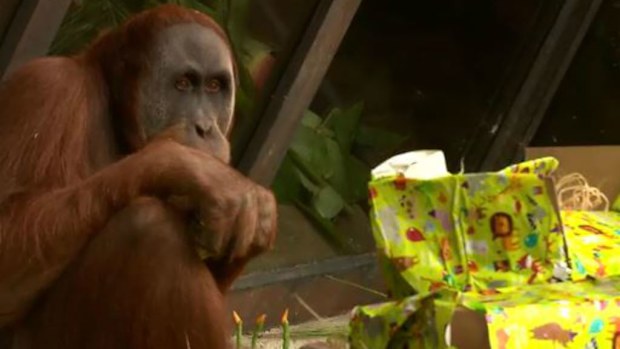 Menyaru has turned 13. (9NEWS)