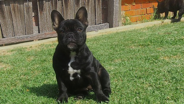 Police are looking for the nine-month-old puppy named Storm. (Victoria Police)