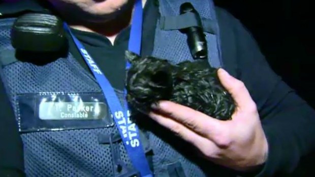 A tiny black kitten was lucky to escape a blaze that destroyed a bikies clubhouse in Dandenong. (9NEWS)