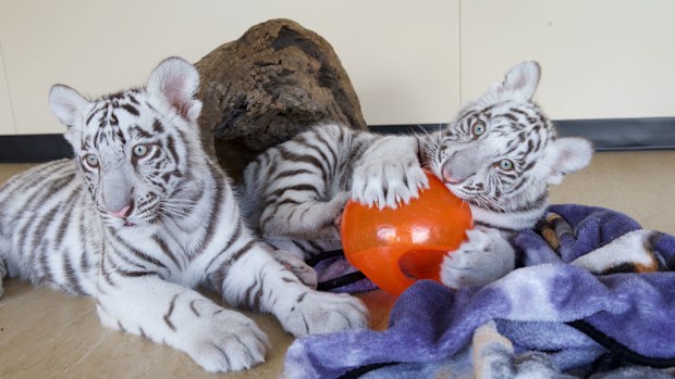 The 15-week-old cubs arrived in Australia this week. (Supplied/ Dreamworld)