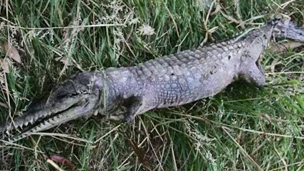 The croc was found yesterday at a park in Melbourne's east. (Picture: Andrew Wallis)