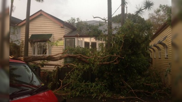 Some trees fell in West End. (Twitter / @RACQOfficial)