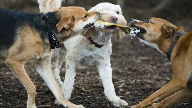 A recent study has shown that dogs can experience jealousy. (Getty)