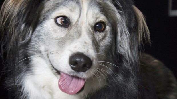 Dennis the collie. (SWNS)