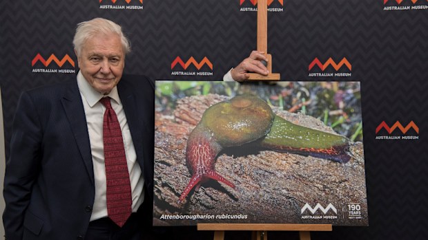 A Tasmanian snail has been named after Sit David Attenborough. (AAP)