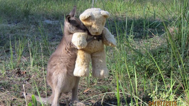 “My mum (a wildlife-carer) sent me this. Showing the value of a good hug, especially for an orphaned wallaby.” (Twitter/@Tim_Beshara)