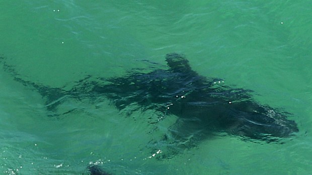 Shark sightings have kept Newcastle beaches closed for a record nine days. (Supplied)