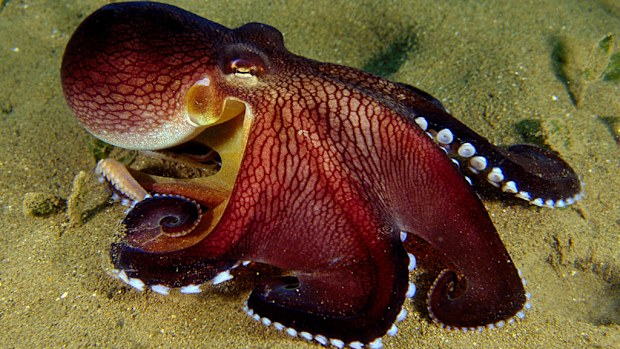A veined octopus off Indonesia. (AAP file image)