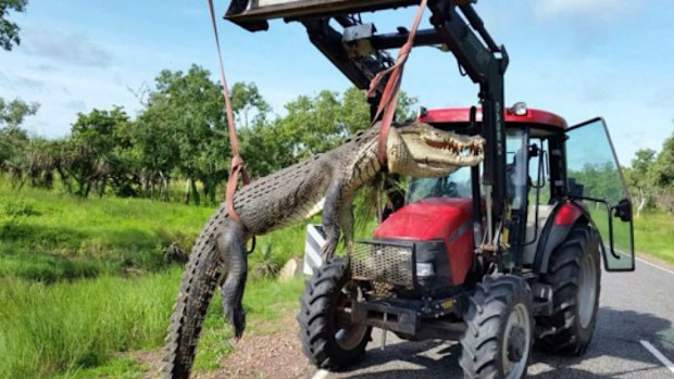The 4.2-metre saltwater crocodile was removed from the site with a tractor.
