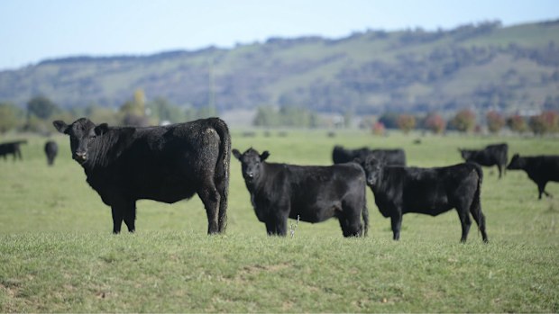 Japan has suspended live cattle imports from Australia. (File image/AAP)
