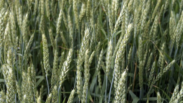 People who eat more whole grains are more likely to live longer and avoid heart disease, a new study shows. (AAP - stock)