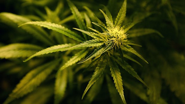 The push is on for medical cannabis to be legalised. (AAP)